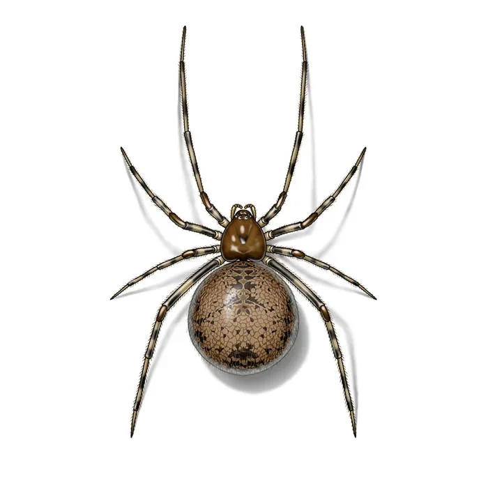 american-house-spider-female