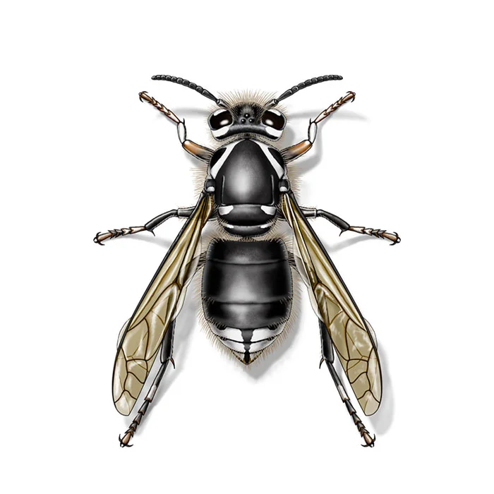 bald-faced-hornet