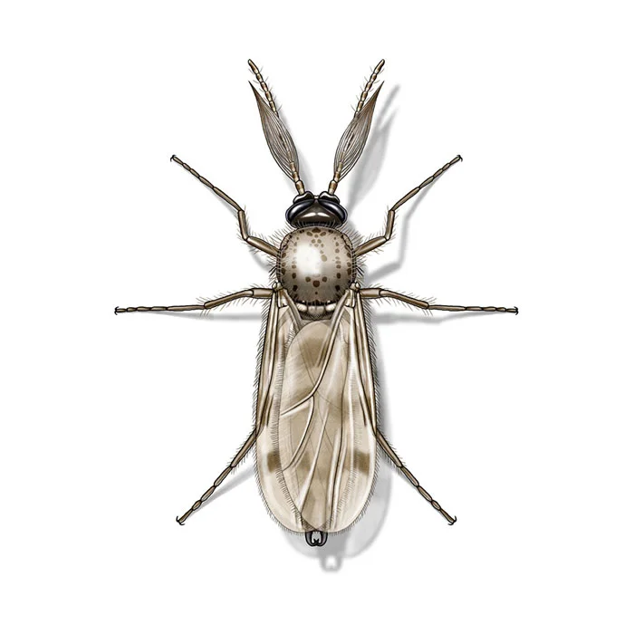 biting_midge