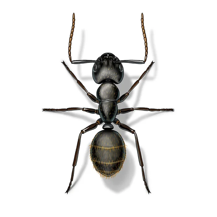 black_carpenter_ant