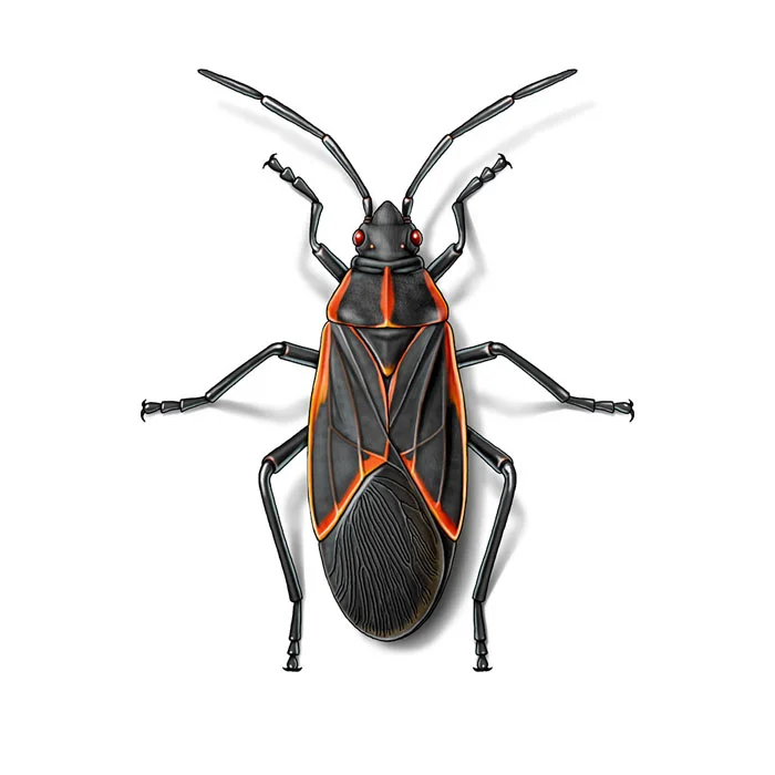box_elder_bug