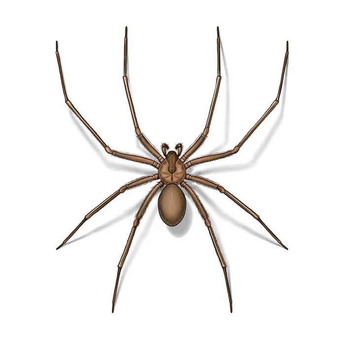 brown_recluse