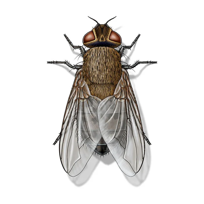 cluster_fly_female