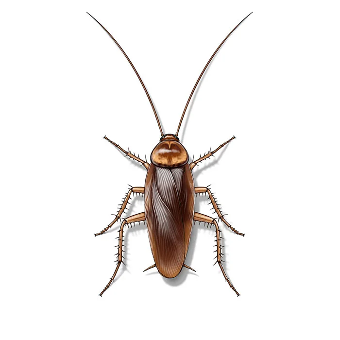 cockroach
