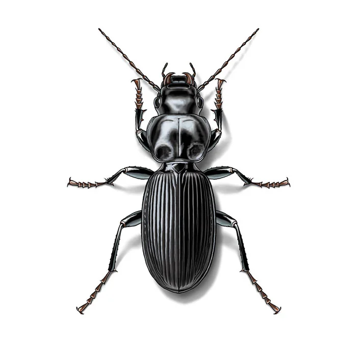 common_ground_beetle