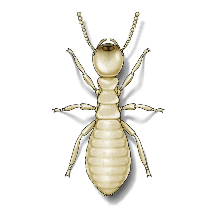 eastern_subterranean_termite-worker