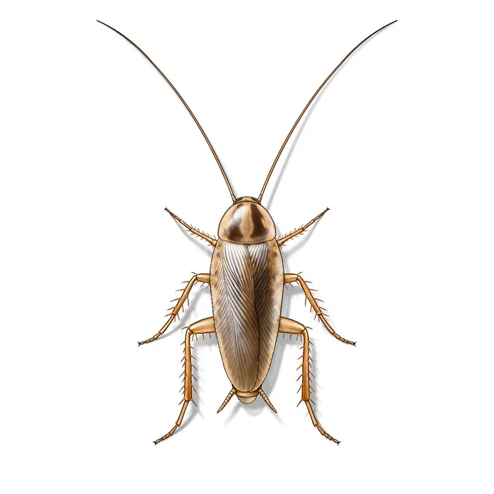 german_cockroach_male