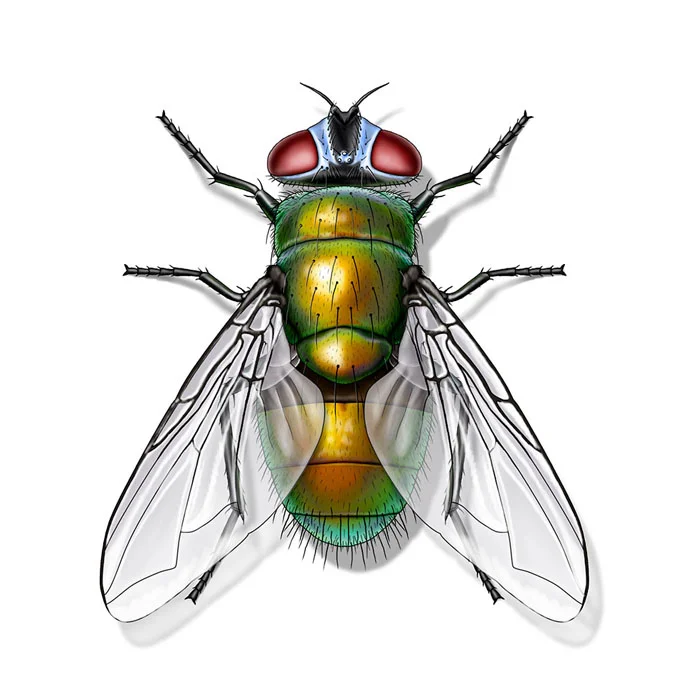 green_bottle_fly