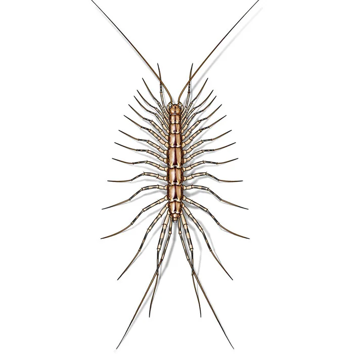 house_centipede