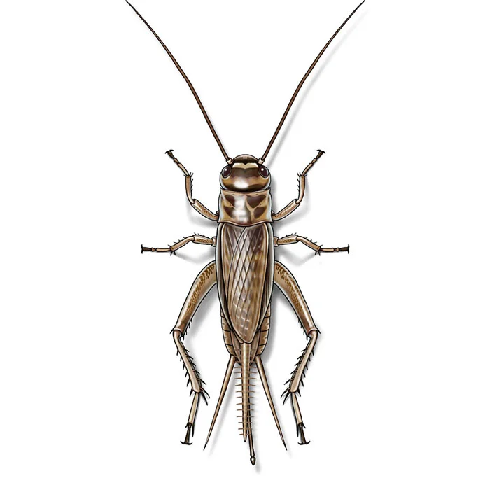 house_cricket