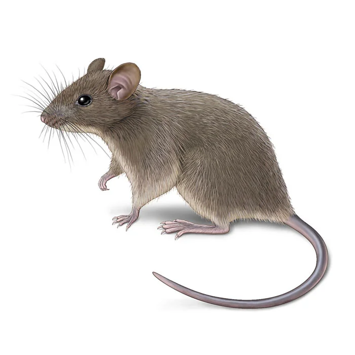 house_mouse