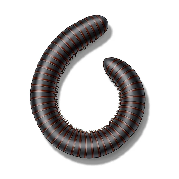 millipede
