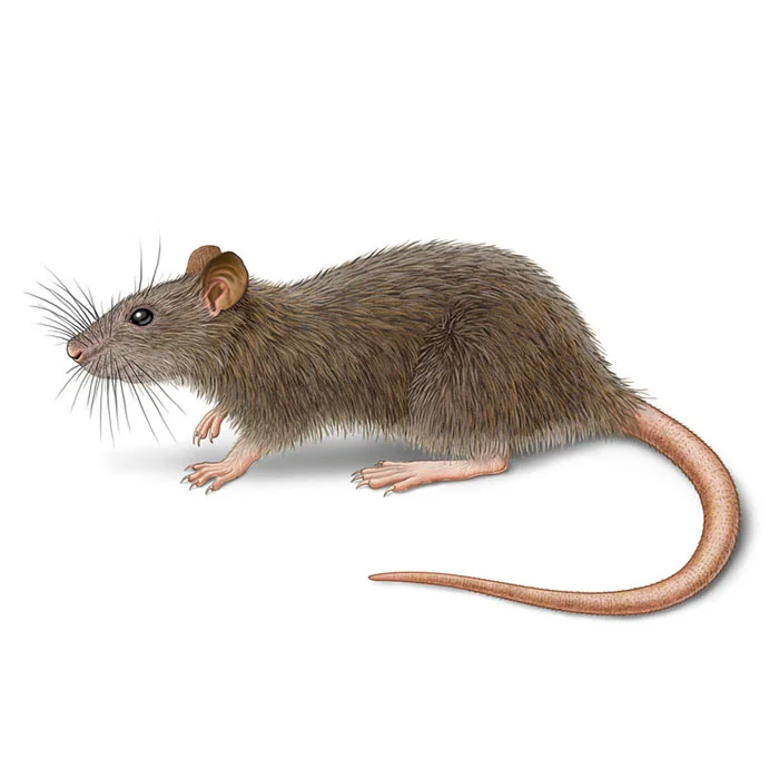 norway-rat