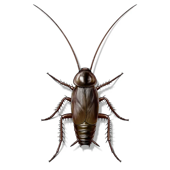 oriental_cockroach_male