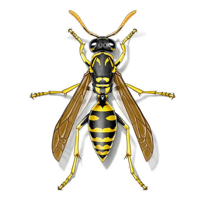paper_wasp