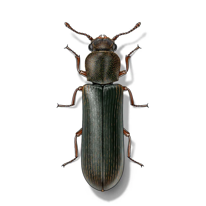 powderpost_beetle