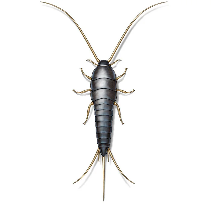 silverfish