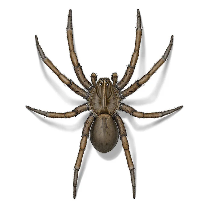 wolf_spider_female