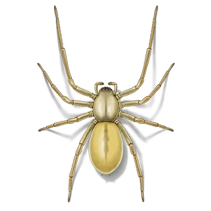 yellow_sac_spider