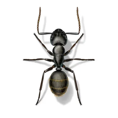 black_carpenter_ant