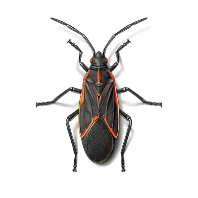 box_elder_bug