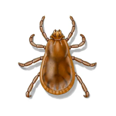 brown_dog_tick_female