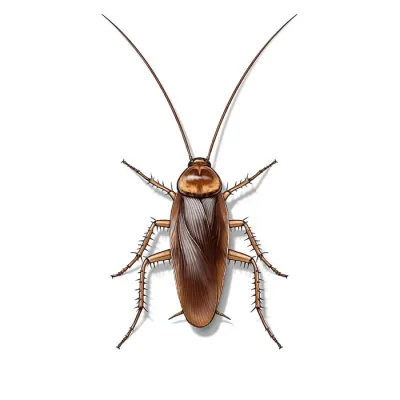 cockroach