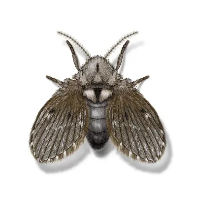 drain_fly