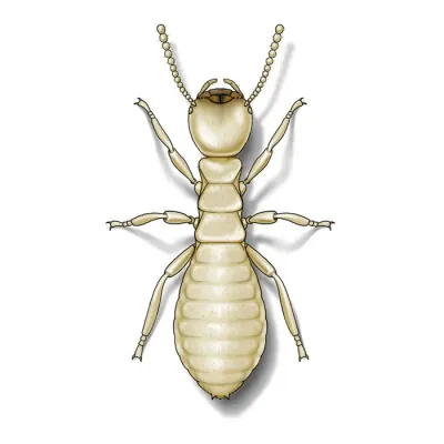 eastern_subterranean_termite-worker