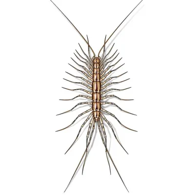 house_centipede