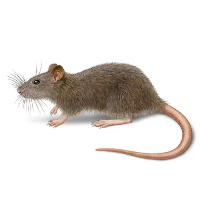 norway-rat
