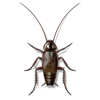 oriental_cockroach_male