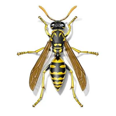 paper_wasp