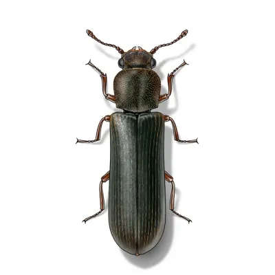 powderpost_beetle