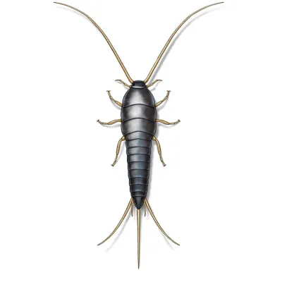 silverfish