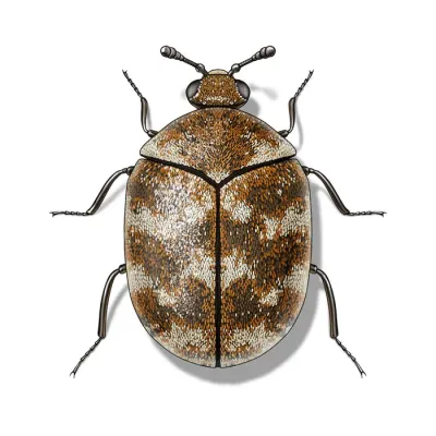 varied_carpet_beetle