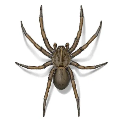 wolf_spider_female