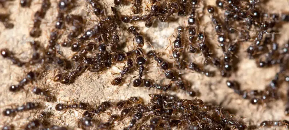 Little Black Ants