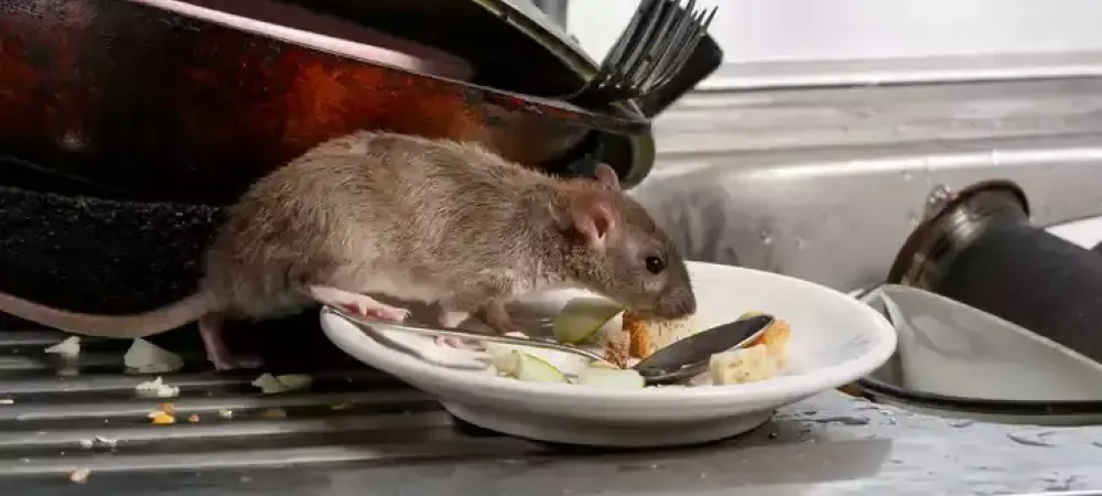 rodent in kitchen