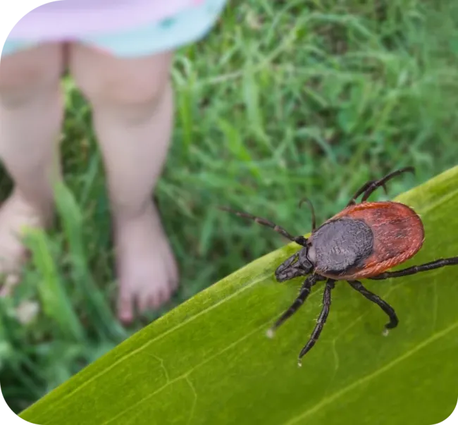 tick on grass