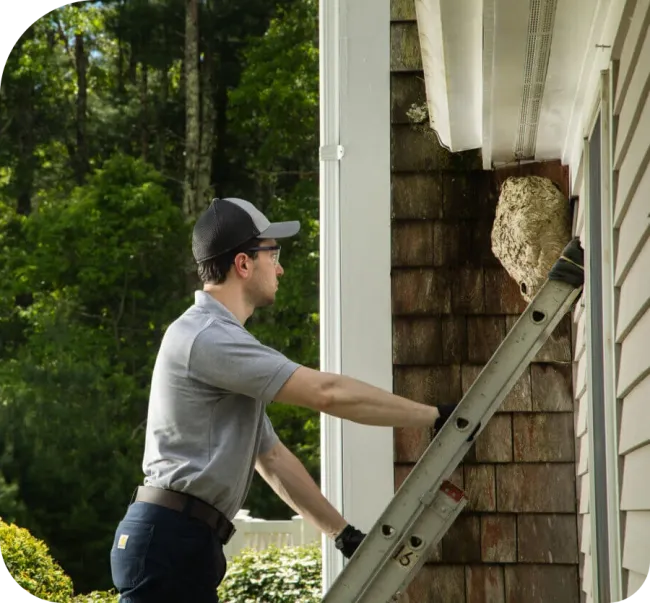 pest control technician inspecting wasp nest on house