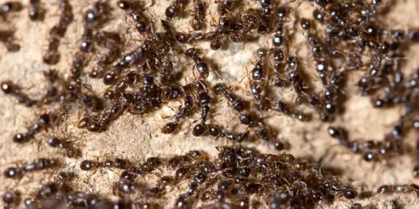 Little Black Ants
