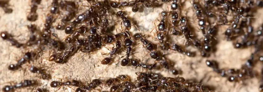 Little Black Ants