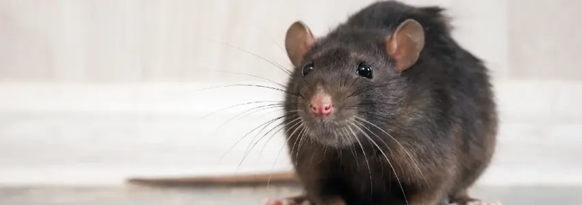 rat