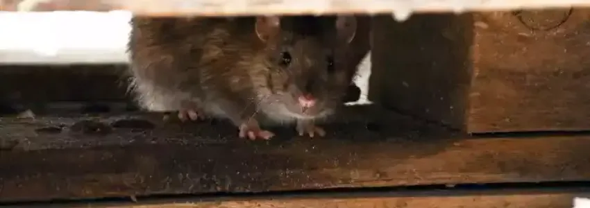 Rodent Hiding