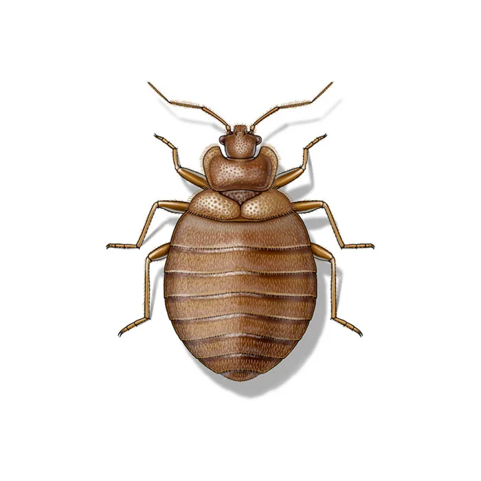 bed-bug