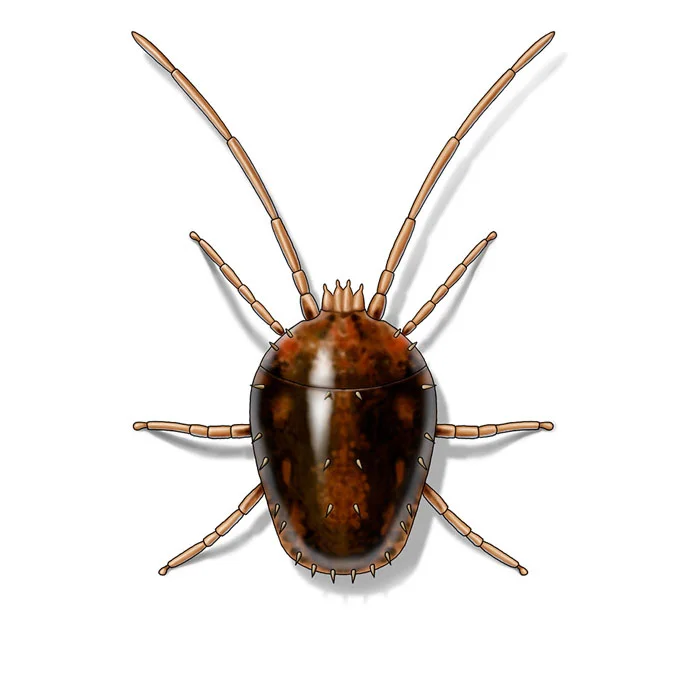 clover_mite