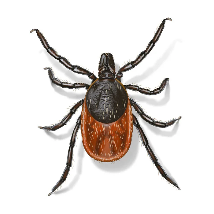 deer-tick