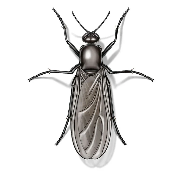 fungus_gnat