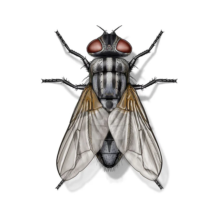house_fly